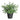 Botanic-Haus Eukalyptus - 1312363
