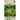 Samen Mauser Eissalat - 1512383