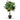 Botanic-Haus Zitronenbaum, H: 70 cm - 1179272