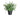 Botanic-Haus Eukalyptus - 1312363