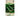 Samen Mauser Gurke - 1512366