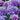 Paper + Design Servietten Lilac hydrangea - 1804639