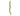 Botanic-Haus Philodendron Scandens Brasil - 1873921