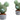 Disney Plants Mickey, 20cm