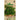 Petersilie Grüne Perle - 704965